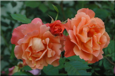 Westerland