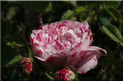 Variegata di Bologna