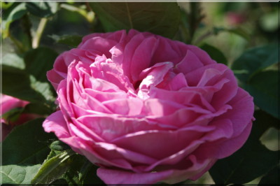 Comtesse C�cile de Chabrillant