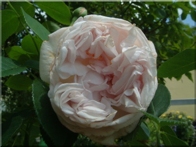 Cymbeline