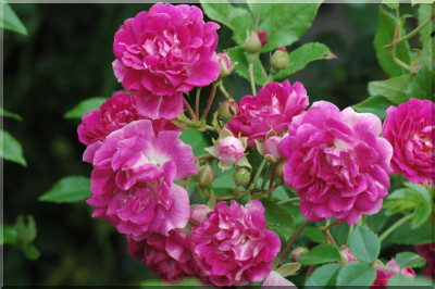 Super Excelsa