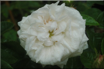 Blanchefleur
