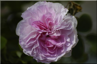 Blush Hip