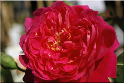 Benjamin Britten
