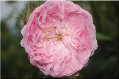 Major of Casterbridge