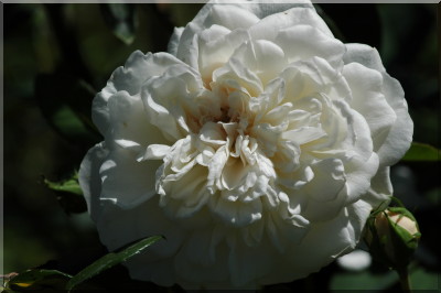 Sombreuil