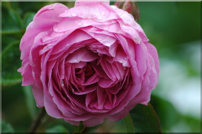 Baron de Wassenaer