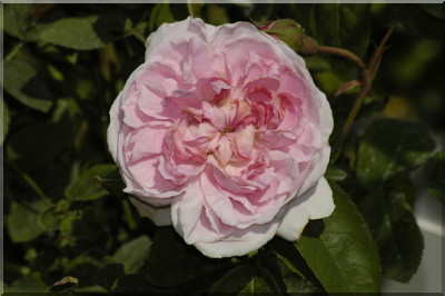 Cottage Rose