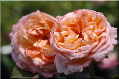 Lady Emma Hamilton