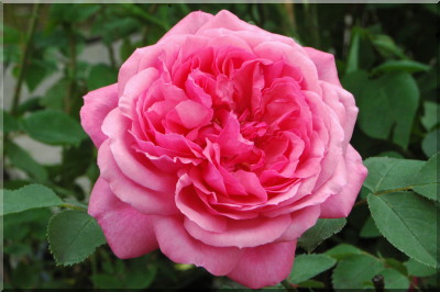 Belle Elise (syn. Sch�ne Elise)