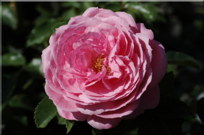 Belle Elise (syn. Sch�ne Elise)