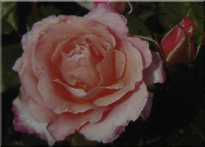 Mademoiselle Yvonne (syn. Rosalia)