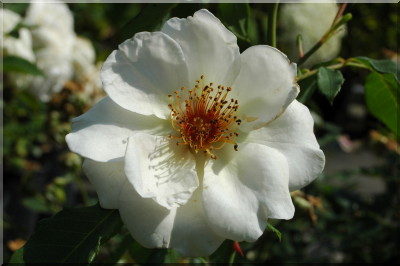 Madame de Cocqfontaine (syn. : Heimat)