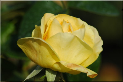 Goldene Heimat 05