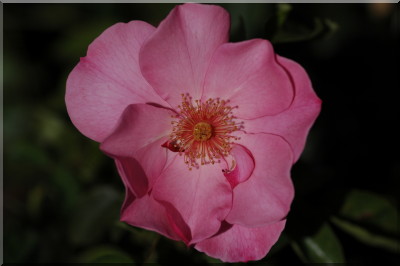 Pink Dream