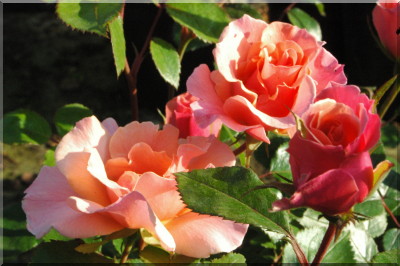 Soir d'�t� (syn. Sommerpoesie)