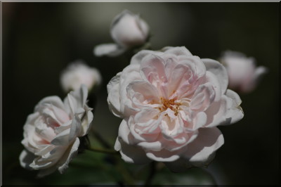 Reine des f�es (syn. M�rchenfee)