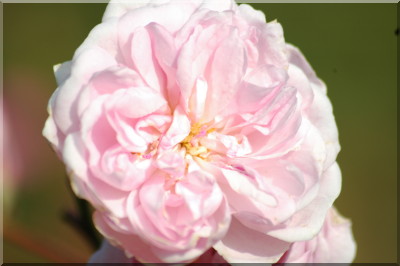 Reine des f�es (syn. M�rchenfee)