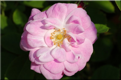 Geschwinds Nordlandrose