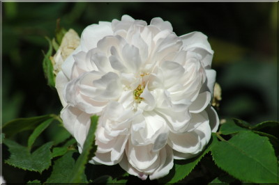 Jacques Cartier (blanc)