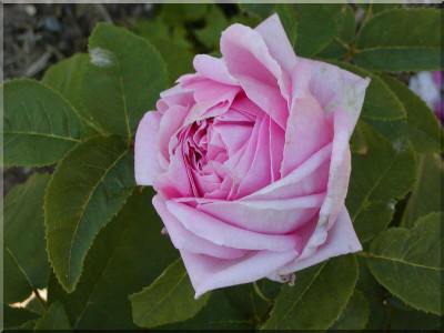 Berthe Dumesnil de Montchauveau