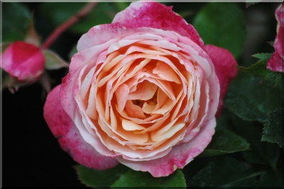Vicomte Th�odore de Castex (syn. : Elric von Melnibon�)