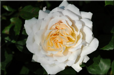 Crocus Rose (Emanuel)