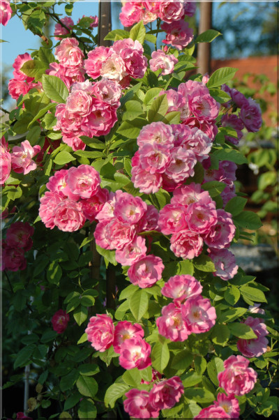 Mrs. F.W. Flight