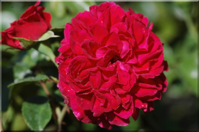 Red Leonardo da Vinci