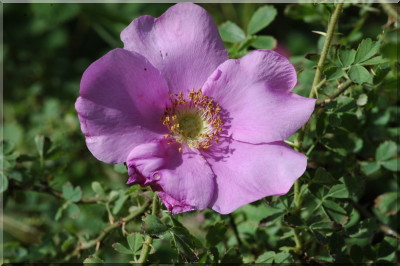 R. stellata mirifica
