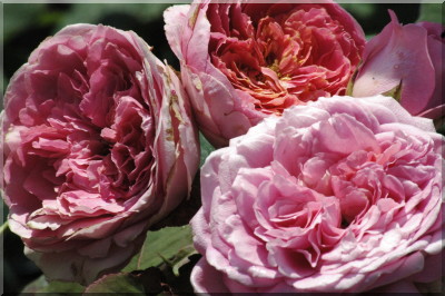Amandine Chanel