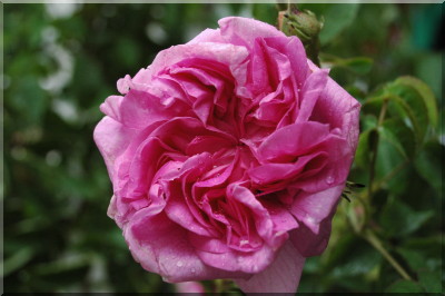 Marie-Louise
