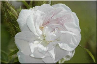 Quatre Saisons Blanc Mousseux