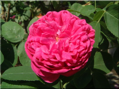 Rose de Resht