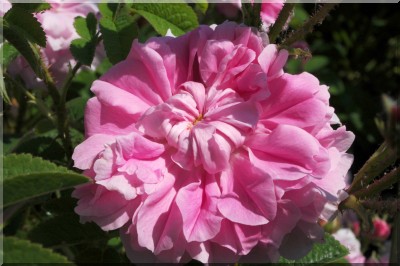 Trigintipetala (`Rose von Kazanlik`)