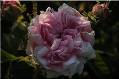 Agathe Incarnata