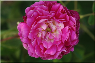 Aimable Rouge