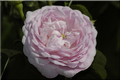 Duchesse de Montebello