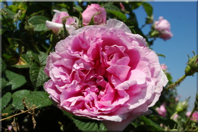 Empress Josephine (`Francofortuna`,)