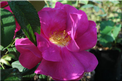Officinalis (`Apothekerrose`)