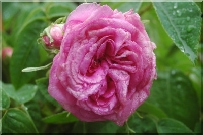 Paeonienrose