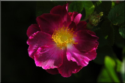 Violacea ('La Belle Sultane')