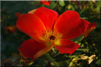 Foetida Bicolor