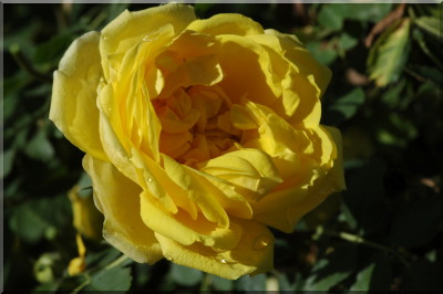 Persian Yellow