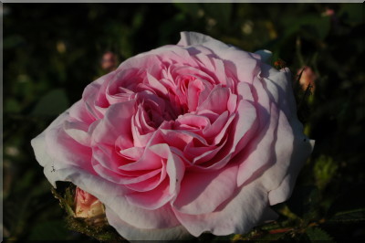 K�nigin von D�nemark (Reine du Danemark)