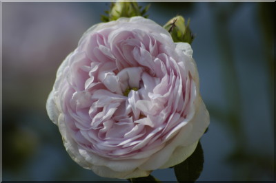 Maidens Blush ('Petite cuisse de Nymphe')
