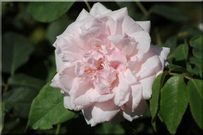 Madame Alfred Carri�re