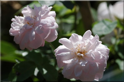 Multiflore de Vaumarcus