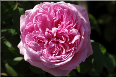Comte de Chambord