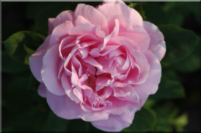Baronne Adolphe de Rothschild